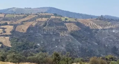 Manisa yangınının 6'ncı günü