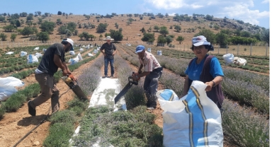 Terapi sayesinde tanıştığı lavantanın üreticisi oldu