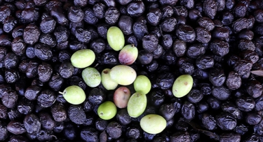 Türkiye'den 116 ülkeye zeytin ihracatı
