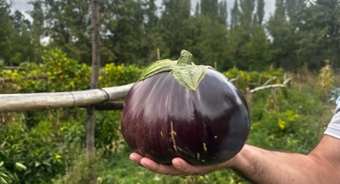 2 kilo 200 gram patlıcan yetişti