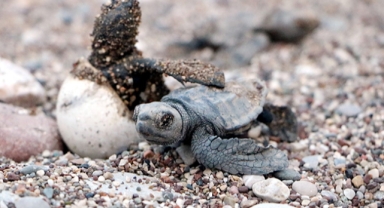Son caretta yuvaları açıldı