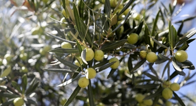 70 kilo zeytin vermesi bekleniyor