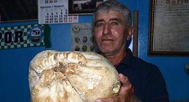 8 kiloluk mantar buldu