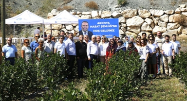 Aronyalar hasat ediliyor