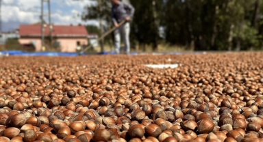 Borsalarda 403 bin 378 ton fındık satıldı