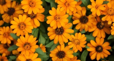 Calendula çiçeği: Neşenin ve şifanın simgesi
