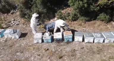 Çam balı üreticiyi sevindirdi