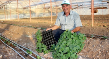'Domates üretimi azaldı'