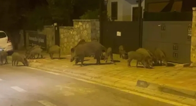Domuzlar şehre indi