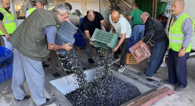 Hasat edilen zeytinler sıkılıyor
