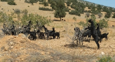 Keçiler fidanları yedi