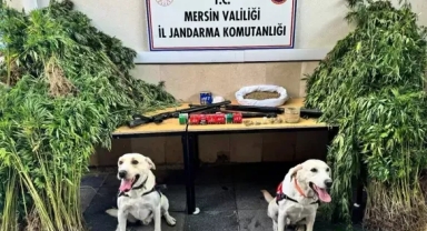 Uyuşturucu operasyonu: 3 gözaltı