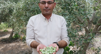 Zeytinler hasat ediliyor