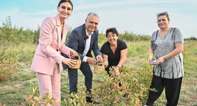 Başkan Uysal aronya hasadına katıldı