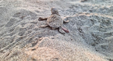 Caretta caretta yavruları denize ulaştı