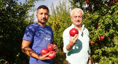 Finike'de narlar hasat ediliyor