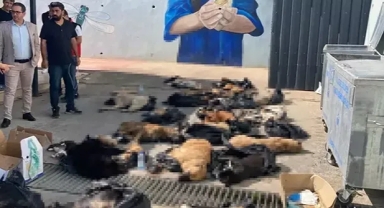 Gebze'de katliam iddiası
