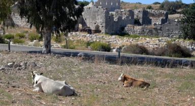 İnek ve koyunlar Patara yollarına zarar verdi