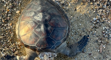 Kafası kopmuş caretta caretta bulundu