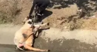 Kanala düşen inek kurtarıldı