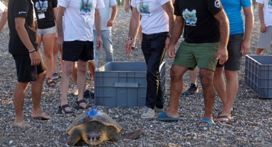 Kızılot'ta 100 bin yavru deniz kaplumbağası denize ulaştırıldı
