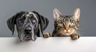 Yaşlanan hayvanlar sosyal çevreden uzaklaşıyor