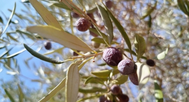 Zeytin kuraklık nedeniyle dalında buruştu