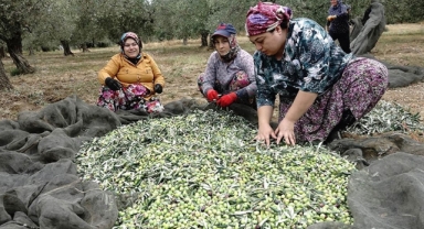 Zeytin üreticileri yağmur bekliyor