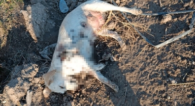 Anne köpek ve yavrularını tüfekle öldürmüşler