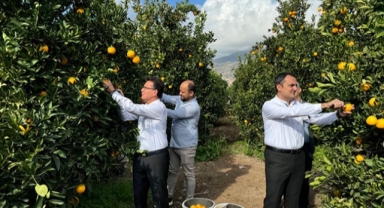 Finike'de hasat zamanı