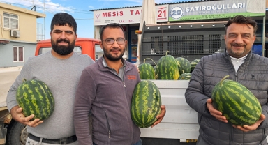 İlk karpuzlar halde