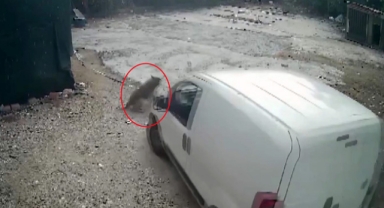 Köpeğini ezen komşudan şikayetçi oldu