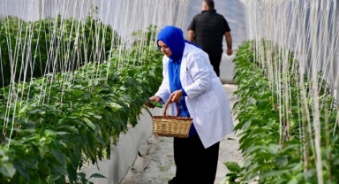 Organik tarım uygulamalarına sağlanan destek 11 milyar lirayı buldu