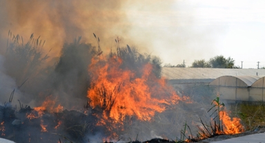 Sazlık alanda korkutan yangın