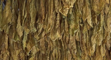 Tütün üreticilerinin hedefi 60 bin ton ihracat