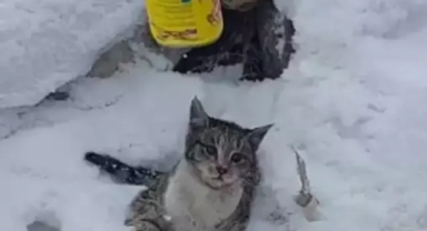 Başı konserve kutusuna sıkışan kedi kurtarıldı