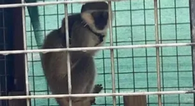 Beslenmesi yasak 2 maymun ele geçirildi