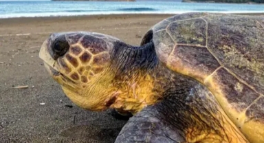 Caretta beslemenin cezası kaptana yazılacak