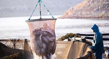 Doğu Karadeniz'den 78,5 milyon doları aşkın Türk somonu ihracatı