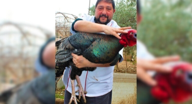 Hindi fiyatları el yakacak