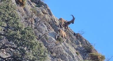 Kaş'ta dağ keçileri görüntülendi