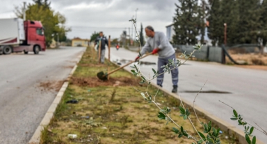 Zeytinyağı kentine zeytin ağaçları