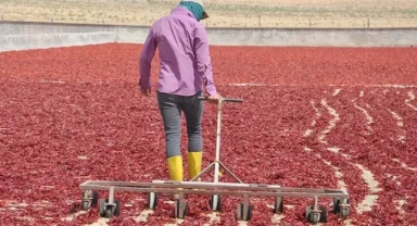 50 ülkeye, 50 milyon dolarlık pul biber ihracatı