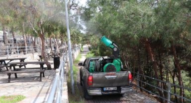 Çam kese böceğine önlem