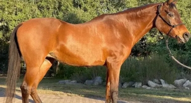 Dünyanın en yaşlı atı öldü