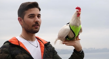 Falezlerden düşen tavuğa ikinci şans