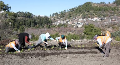 Fideler Manavgat'ta toprakla buluştu