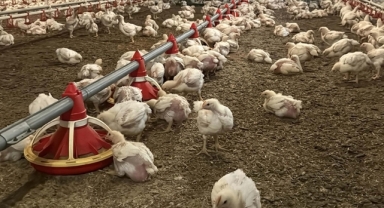 Kasım ayında Tavuk eti üretimi 216 bin 754 ton oldu