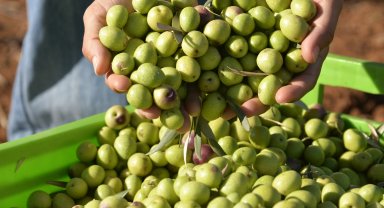 Meyve veren zeytin ağacı sayısı yükseldi