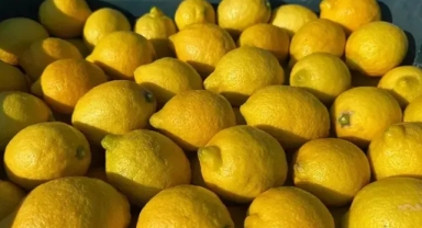 Üreticiler ihracat kapılarının açılmasını bekliyor
